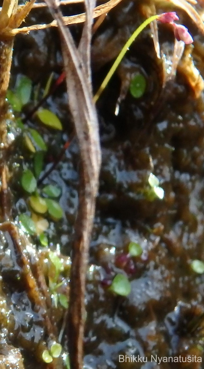 Utricularia striatula Sm.